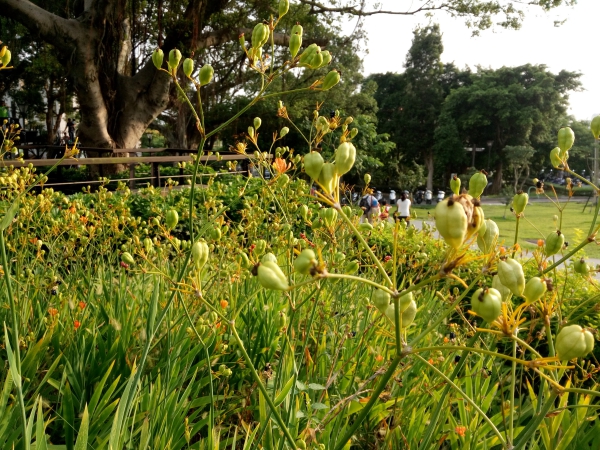 p_IMG_20150712_172109