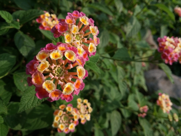 p_IMG_20150712_172238