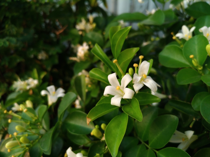 P_20160726_174129_vHDR_On