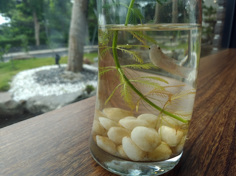 P_20160819_091205_vHDR_Auto