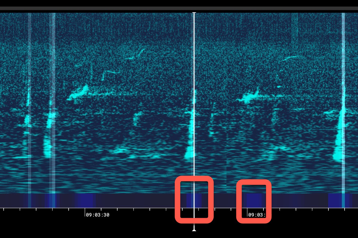 你可能看過鯨魚，但你有認真的聽過它的歌聲嗎？