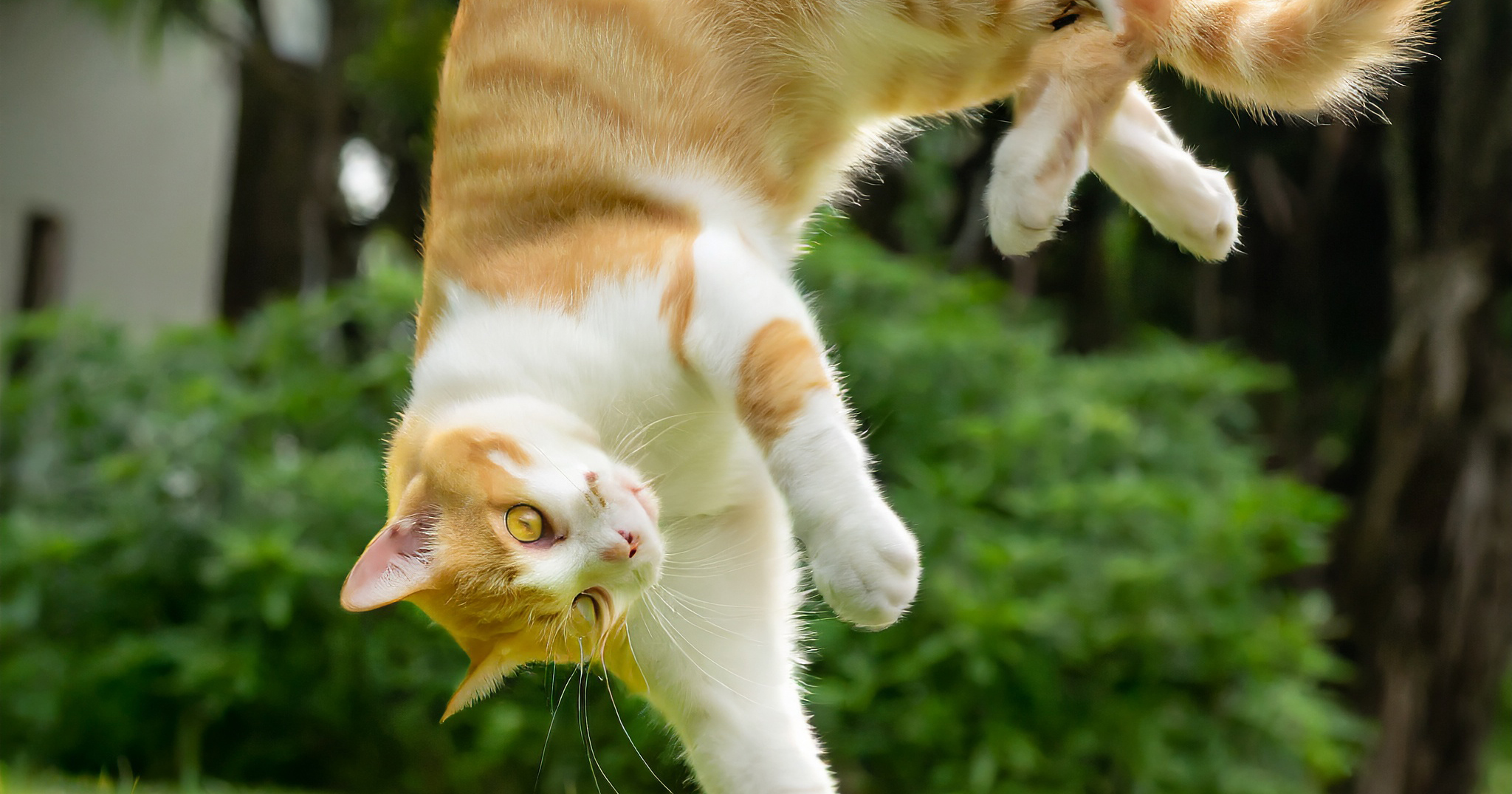 Adobe Firefly - Adobe 推出的 AI 繪圖工具，支援繁體中文