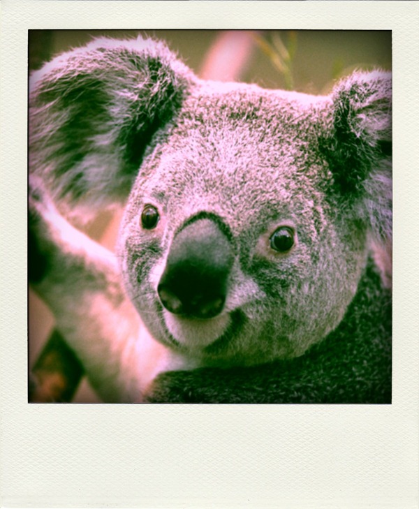 Koala-pola Koala-pola