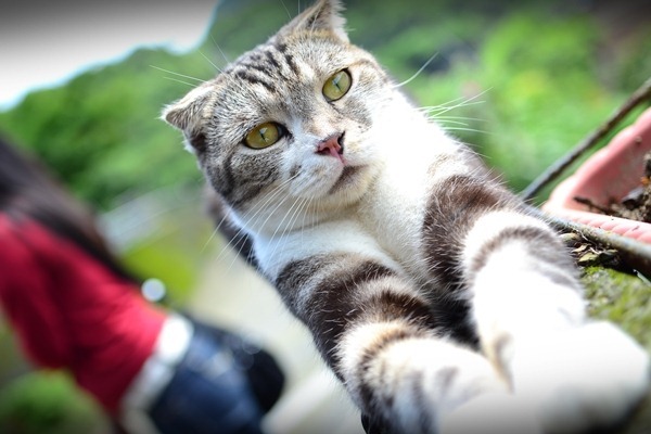 旅遊記事《猴硐貓村》好多好可愛的貓咪呀，讓你無法放下手中的相機